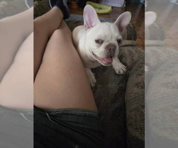 Medium Photo #1 French Bulldog Puppy For Sale in DELTONA, FL, USA