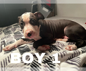 American Pit Bull Terrier Puppy for sale in CHICAGO, IL, USA