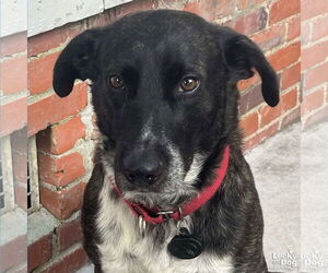 Pointer-Unknown Mix Dogs for adoption in Washington, DC, USA