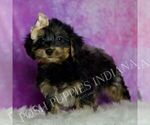 Small Photo #23 Yorkipoo Puppy For Sale in WARSAW, IN, USA