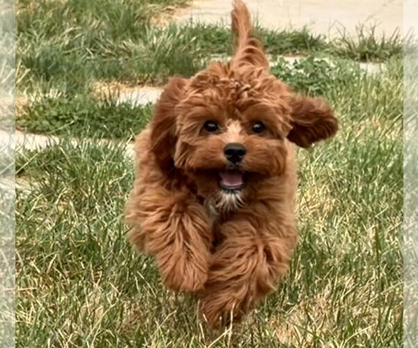 Medium Photo #1 Cavapoo (Miniature) Puppy For Sale in Des Moines, IA, USA