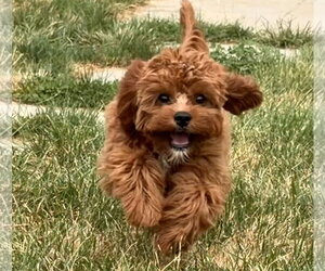 Cavapoo (Miniature) Dogs for adoption in Des Moines, IA, USA