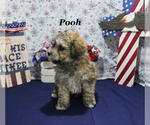 Small #17 Poodle (Toy)
