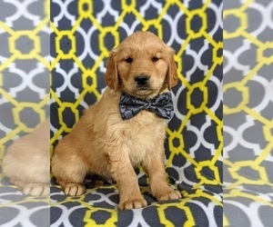 Golden Retriever Puppy for sale in OXFORD, PA, USA