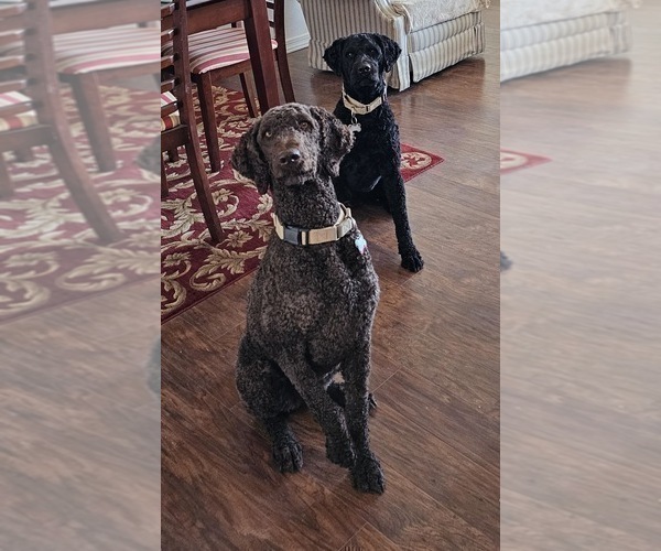 Medium Photo #3 Goldendoodle Puppy For Sale in SHOW LOW, AZ, USA