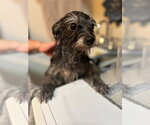 Small #7 Shih Tzu Mix