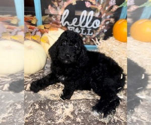 Bernedoodle Puppy for sale in PRYOR, OK, USA