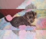 Small Photo #264 Yorkshire Terrier Puppy For Sale in AKRON, OH, USA