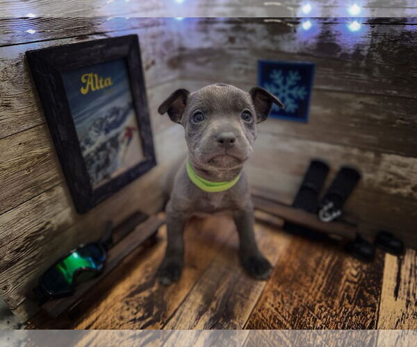 Medium Photo #2 Mutt Puppy For Sale in New London, WI, USA