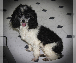 Father of the Poodle (Toy) puppies born on 09/26/2025