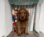 Small Photo #9 Goldendoodle (Miniature) Puppy For Sale in WEST POINT, KY, USA