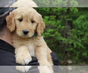 Goldendoodle Puppy for sale in KINGSPORT, TN, USA