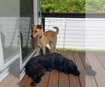 Small #4 Labrador Retriever Mix
