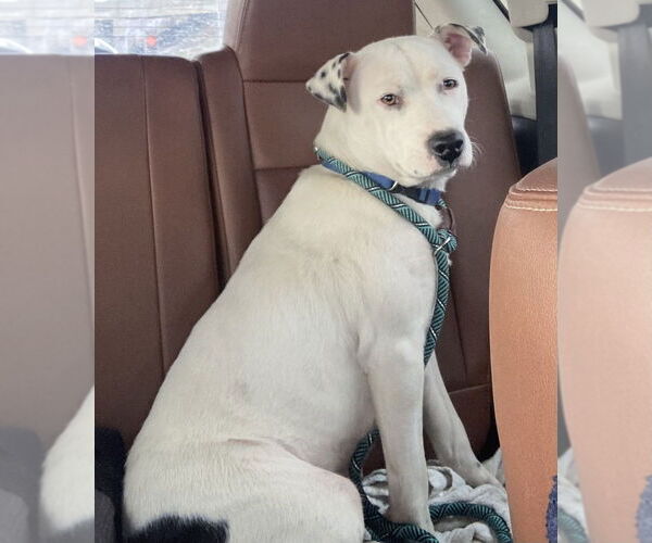 Medium Photo #3 Boxador Puppy For Sale in Aurora, IN, USA