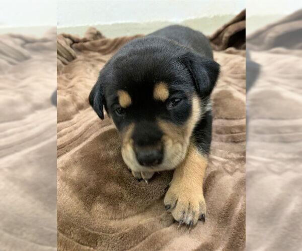 Medium Photo #1 Australian Shepherd Puppy For Sale in Fremont, CA, USA