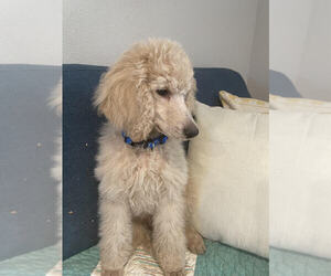 Poodle (Standard) Puppy for sale in CHEYENNE, WY, USA