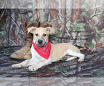 Small Photo #6 Box heeler Puppy For Sale in RANGER, GA, USA