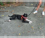 Small #4 American Pit Bull Terrier