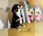 Small #2 Australian Shepherd