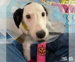 Sweet Sugar - Female Pointer-Unknown Mix Dog for Adoption - Small photo