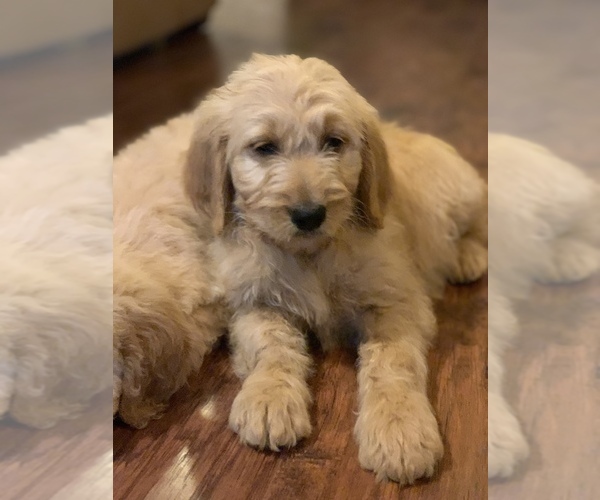 Medium Photo #3 Goldendoodle Puppy For Sale in FREDONIA, KY, USA