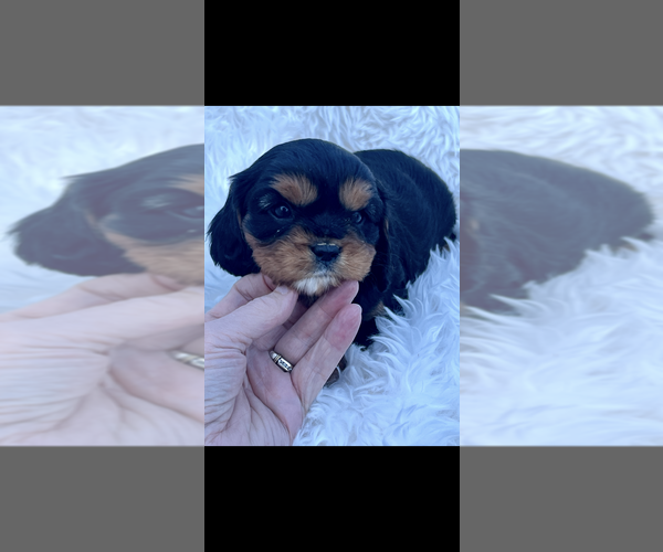 Medium Photo #1 Cavalier King Charles Spaniel Puppy For Sale in NILES, MI, USA