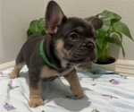 Small Photo #8 French Bulldog Puppy For Sale in TAMPA, FL, USA