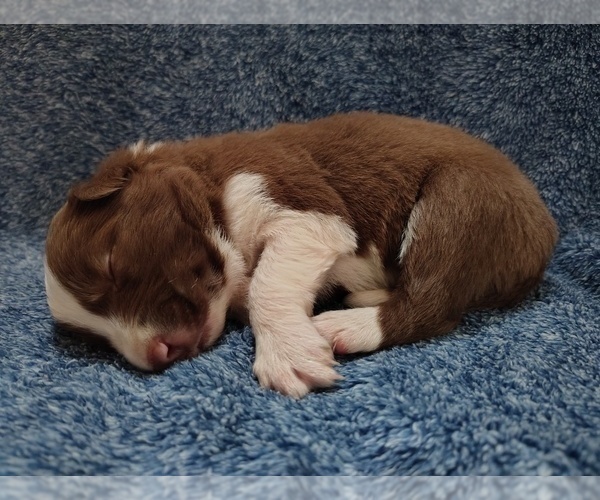 Medium Photo #268 Border Collie Puppy For Sale in NORBORNE, MO, USA