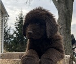 Small Photo #5 Newfoundland Puppy For Sale in ALVADA, OH, USA