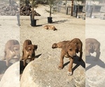 Small Photo #53 Rhodesian Ridgeback Puppy For Sale in MORONGO VALLEY, CA, USA