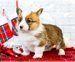 Small #11 Cardigan Welsh Corgi