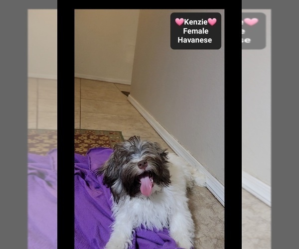 Medium Photo #3 Havanese Puppy For Sale in TUCSON, AZ, USA