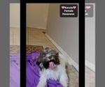Small #2 Havanese