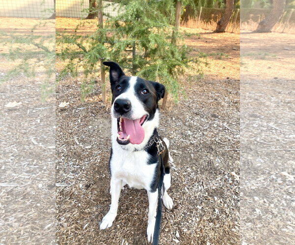 Medium Photo #8 Border Collie-Unknown Mix Puppy For Sale in San Diego, CA, USA