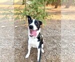 Small Photo #8 Border Collie-Unknown Mix Puppy For Sale in San Diego, CA, USA
