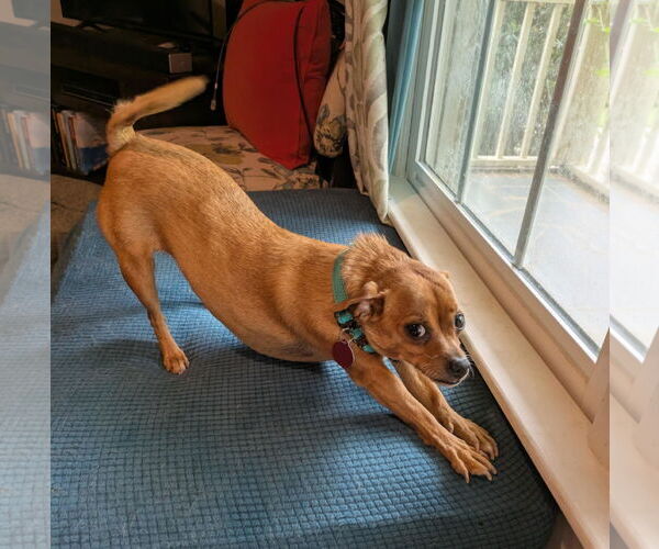 Medium Photo #9 Chiweenie Puppy For Sale in Arlington, VA, USA