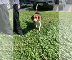 Small #10 Beagle