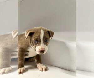 Labrador Retriever-Unknown Mix Dogs for adoption in San Diego, CA, USA