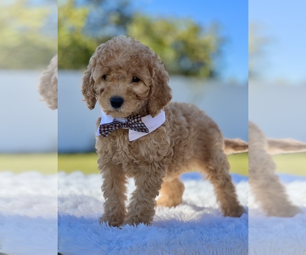 Medium Photo #2 Goldendoodle (Miniature) Puppy For Sale in FROSTPROOF, FL, USA