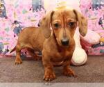 Small Photo #4 Dachshund Puppy For Sale in SHAWNEE, OK, USA