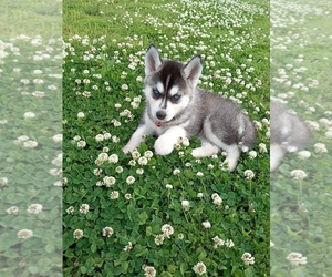 Siberian Husky Puppy for sale in MORROW, GA, USA