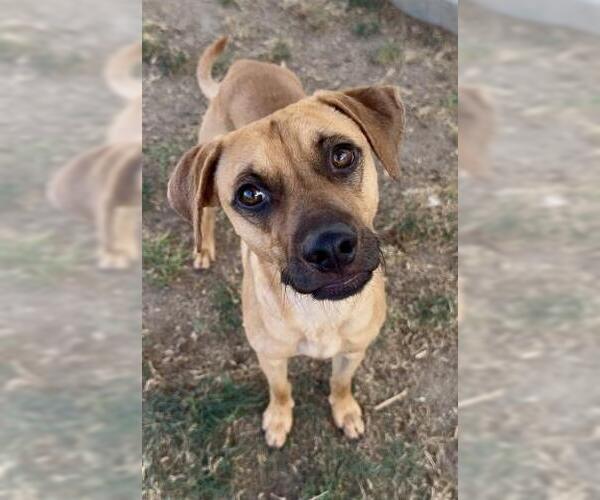 Medium Photo #1 Rhodesian Ridgeback Puppy For Sale in Bakersfield, CA, USA