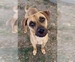 Small Rhodesian Ridgeback