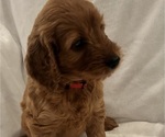 Litter of 6 - Male(s) and Female(s) Goldendoodle (Miniature)Litter of Puppies for Sale - Photo #11