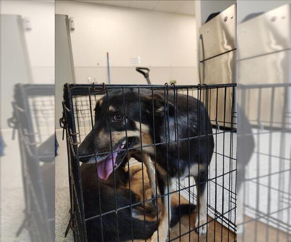 Medium Photo #1 German Shepherd Dog-Unknown Mix Puppy For Sale in Houston, TX, USA