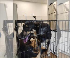 German Shepherd Dog-Unknown Mix Dogs for adoption in Houston, TX, USA