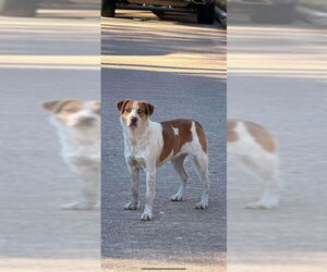 Labrador Retriever Dogs for adoption in Sugar Land, TX, USA