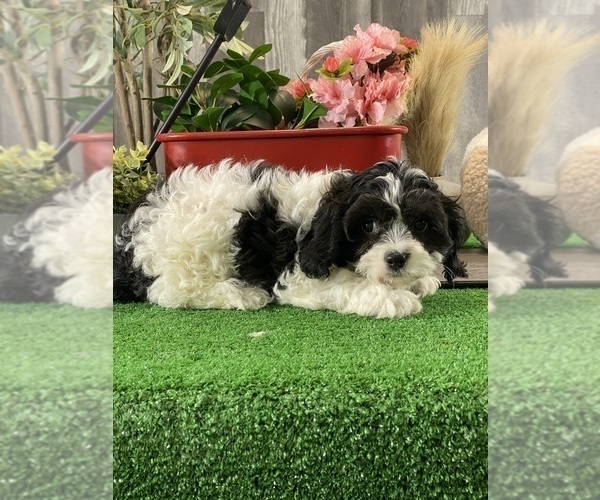 Medium Photo #6 Cavachon Puppy For Sale in CANOGA, NY, USA