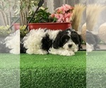 Small #5 Cavachon