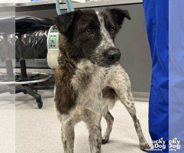 Medium Photo #2 Spaniel-Unknown Mix Puppy For Sale in Washington, DC, USA